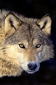 Gray wolf portrait (winter)