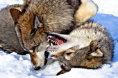 Pair of adolescent wolves wrestling in the snow