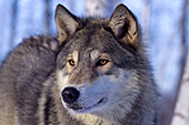 Adolescent wolf portrait