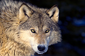 Adolescent wolf portrait
