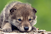 Young wolf pup resting on a log