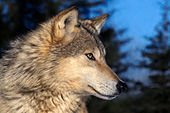 Gray wolf profile
