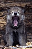 Yawning wolf pup