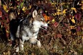 Adolescent wolf in autumn foliage