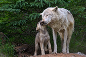 Wolf pup nuzzling an adult wolf near its den