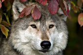 Adult wolf partially hidden by autumn foliage