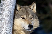 Adult wolf partially hidden behind a tree
