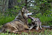 Gray wolf mom & pup in a spring forest