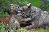 Gray wolf & pup playing outside their den