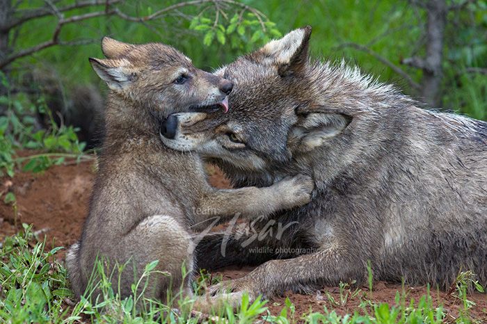 Gray wolf & pup playing outside their den