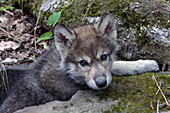 Wolf pup playing on mossy rocks