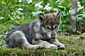 Wolf pup playing with a stick in a spring forest