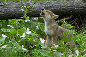 Wolf pup howling in a spring forest of trilliums