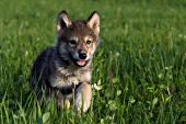 Wolf pup running in a spring meadow
