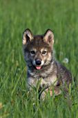 Gray wolf pup running in a spring meadow