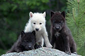 3 wolf pups (two black & one white) on a large boulder