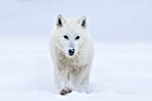 Arctic wolf running in snow