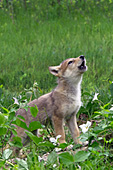 Wolf pup howling in a spring meadow