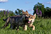 Pair of wolf pups playing in a meadow of lupine