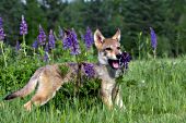 Wolf pup chewing on lupine in a spring meadow