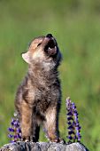 Howling wolf pup & lupine