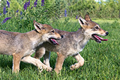 Pair of wolf pups running & playing in a spring meadow