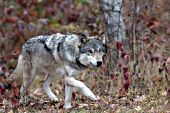 Adult wolf walking in an autumn forest