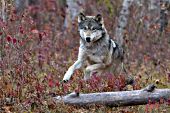 Adult wolf jumping over a fallen log in an autumn forest