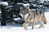 Adult wolf walking in a snowstorm