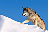 Adult wolf walking up a snow-covered hill