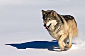 Adult wolf running in snow