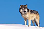 Gray wolf standing on top of a snow-covered hill
