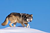 Gray wolf walking on top of a snow-covered hill