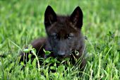 Black wolf pup resting in a spring meadow