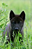 Black wolf pup in a spring meadow