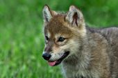 Gray wolf pup in a spring meadow