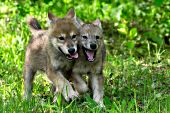 Sibling wolf pups running & playing in a spring forest