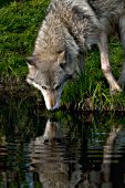 Adult wolf looking at its reflection in a pond
