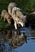 Adult wolf and pup and their reflections in a pond