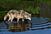 Adult wolf standing in a pond