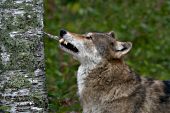 Adult wolf pulling bark off an aspen tree with its teeth
