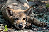 Wolf pup resting in the sun