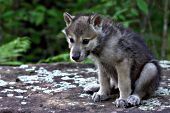 Wolf pup sitting on a flat rock