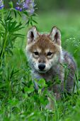 Wolf pup walking in tall grass