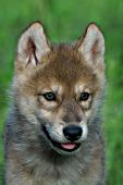 Portrait of a wolf pup
