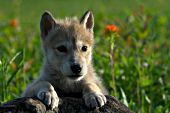 Wolf pup resting on a log
