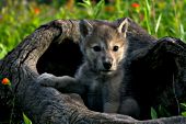 Wolf pup playing in a hollow log
