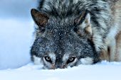 Adult wolf with its muzzle in the snow