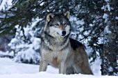 Winter wolf portrait