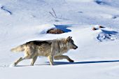 Adult wolf running in snow